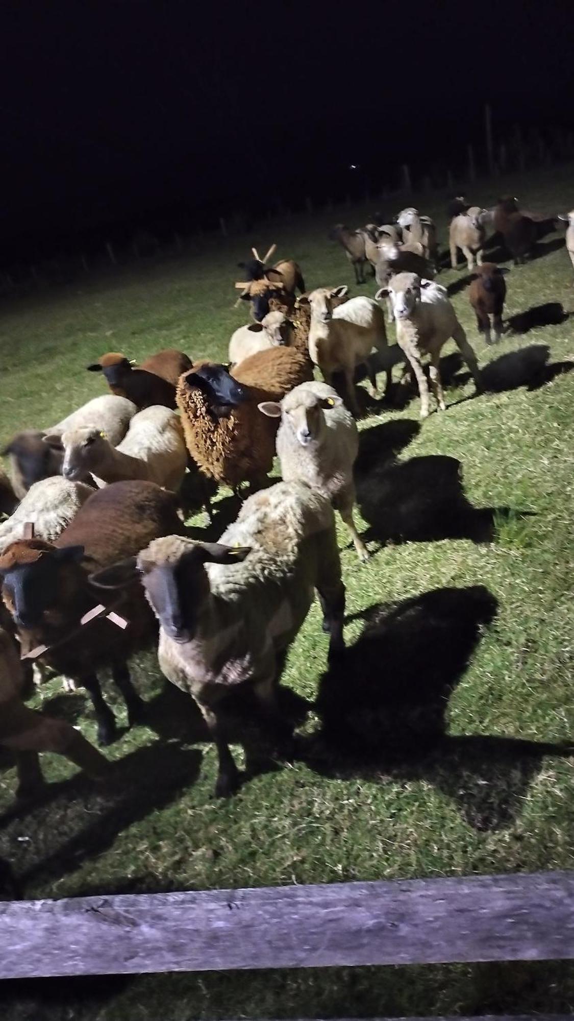Pousada Do Pampa Jaguarão Exteriér fotografie